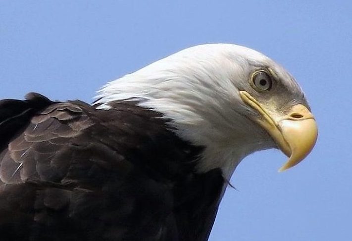 Bald Eagle, Vancouver Island, BC