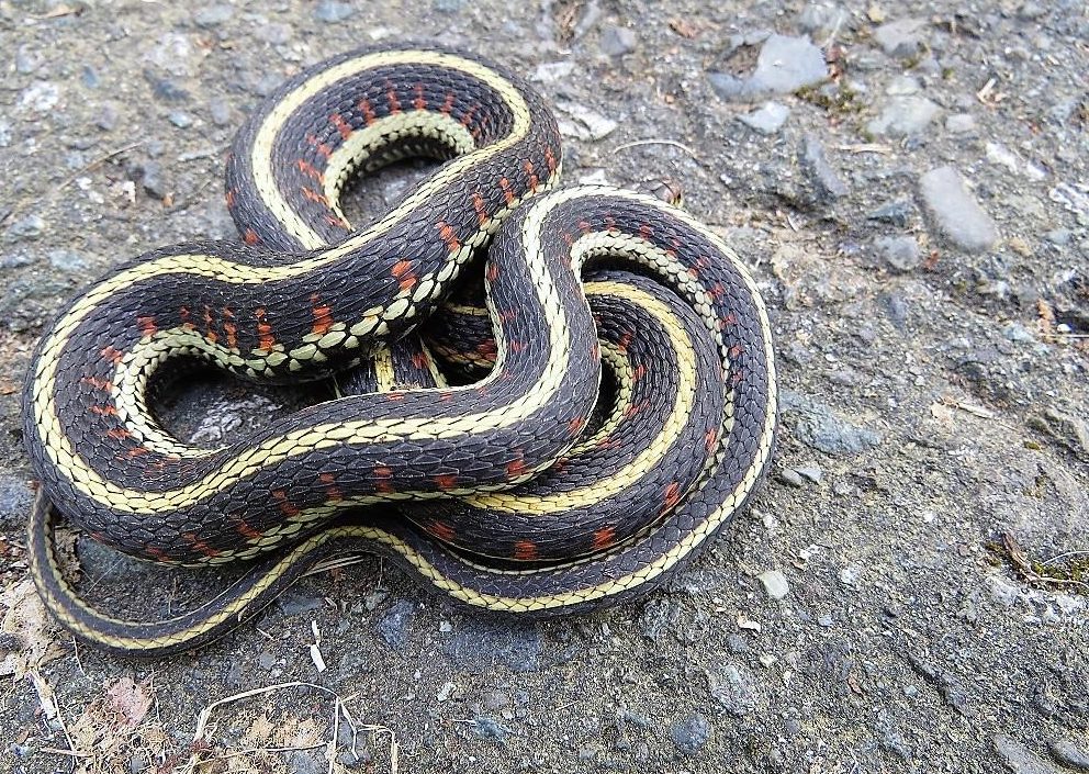 Common Garter Snake, Vancouver Island, BC