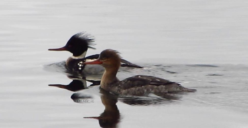 A pair of Red Breasted Merganser ducks swimming together, Ducks are common animals on our coast