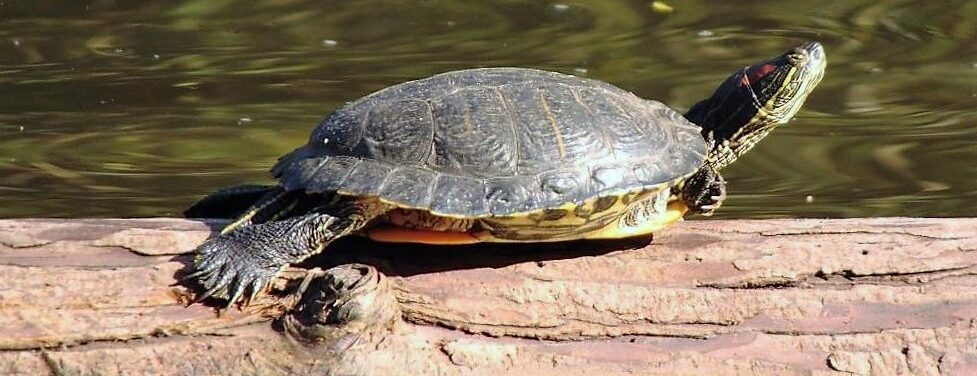 Red Eared Slider, Vancouver Island, BC