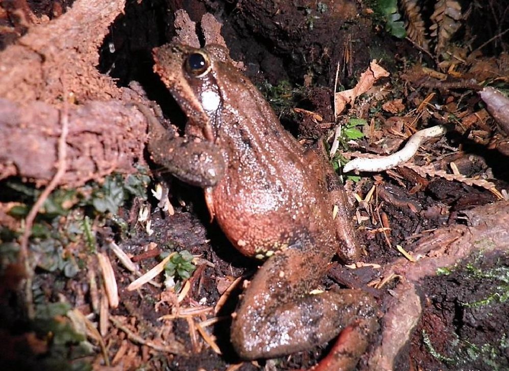 Northern Red-Legged Frog, Vancouver Island, BC
