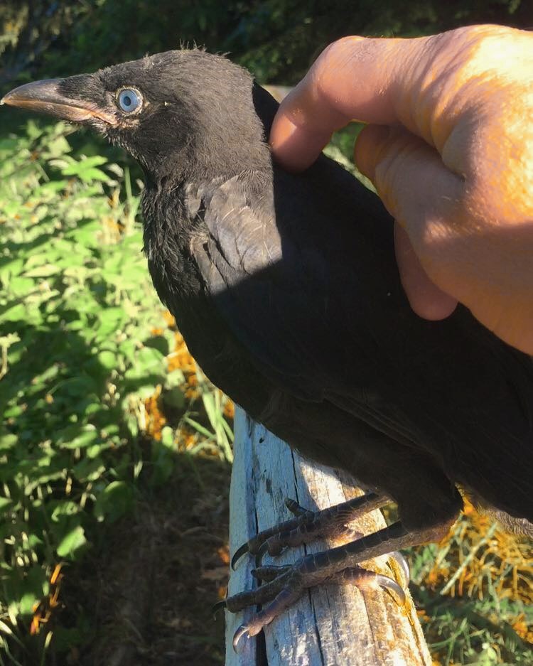 Crows, Vancouver Island, BC