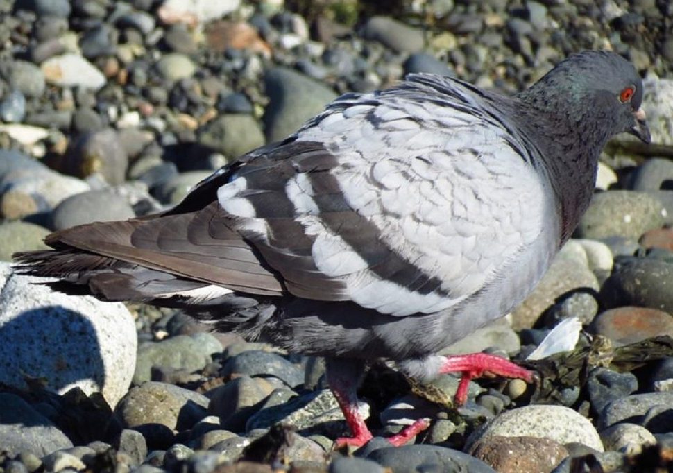Rock Pigeon, Vancouver Island, BC