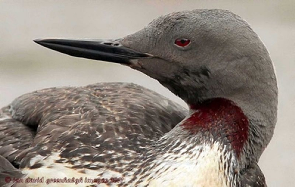 Red Throated Loon, Vancouver Island, BC