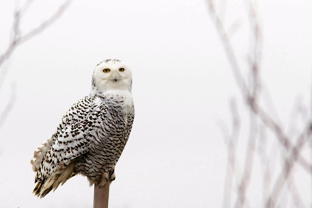 Snowy Owl, Vancouver Island, BC
