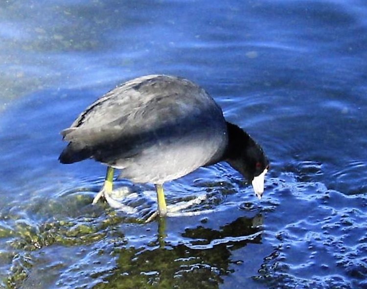 American Coot, Vancouver Island, BC