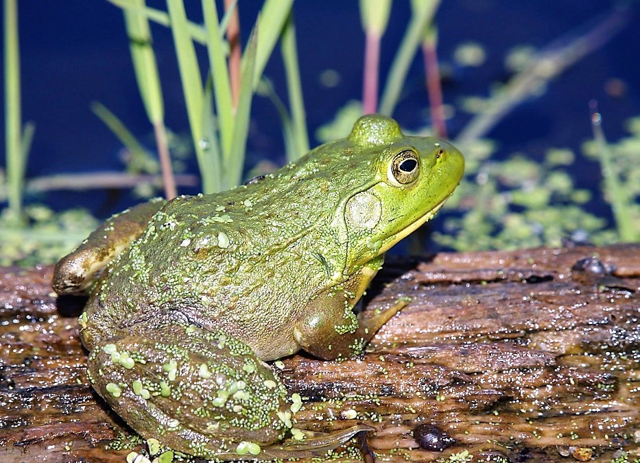 Bullfrog, Vancouver Island, BC