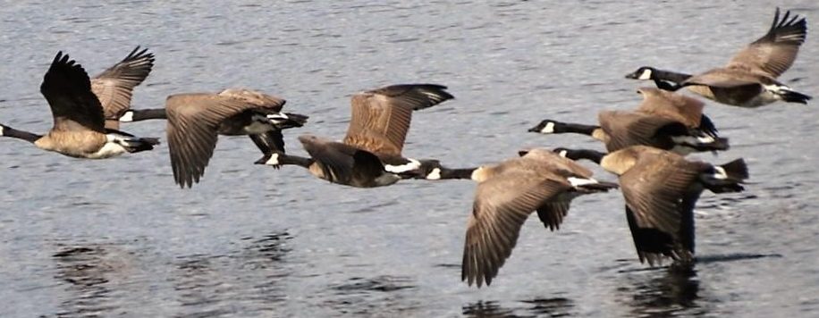 Canadian Geese, Vancouver Island, BC