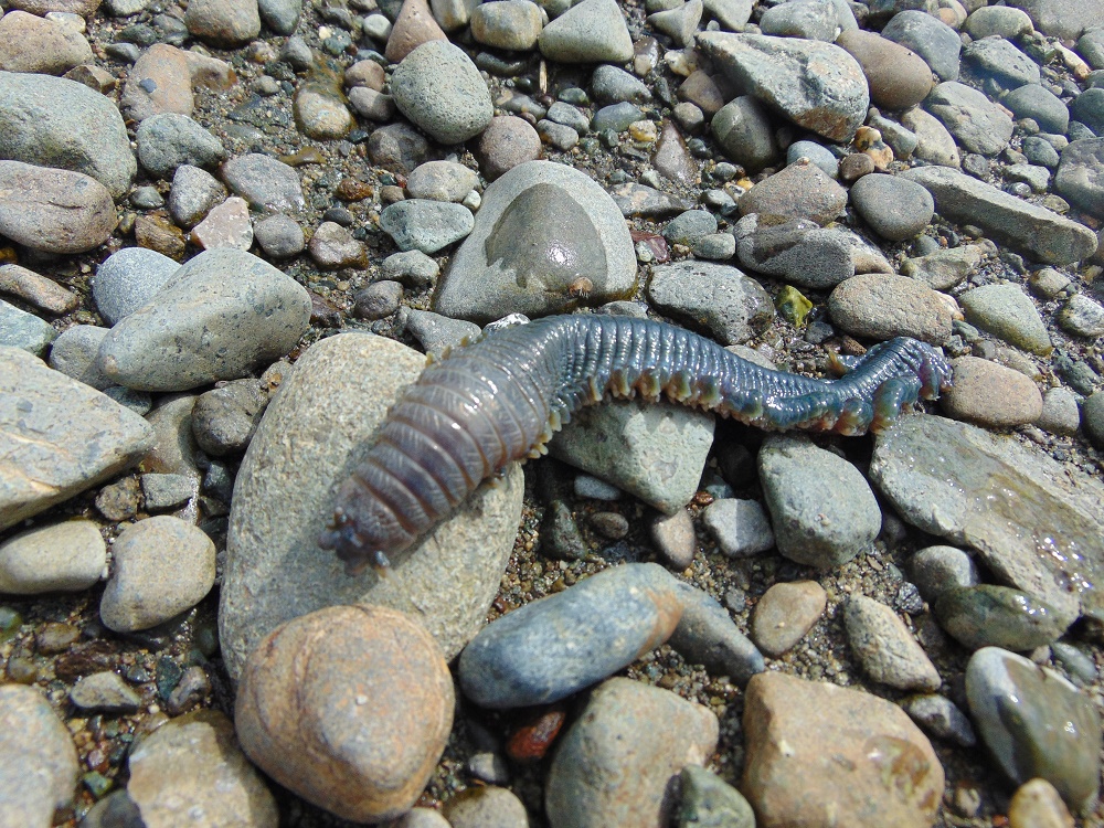 Clam Worm, Vancouver Island, BC