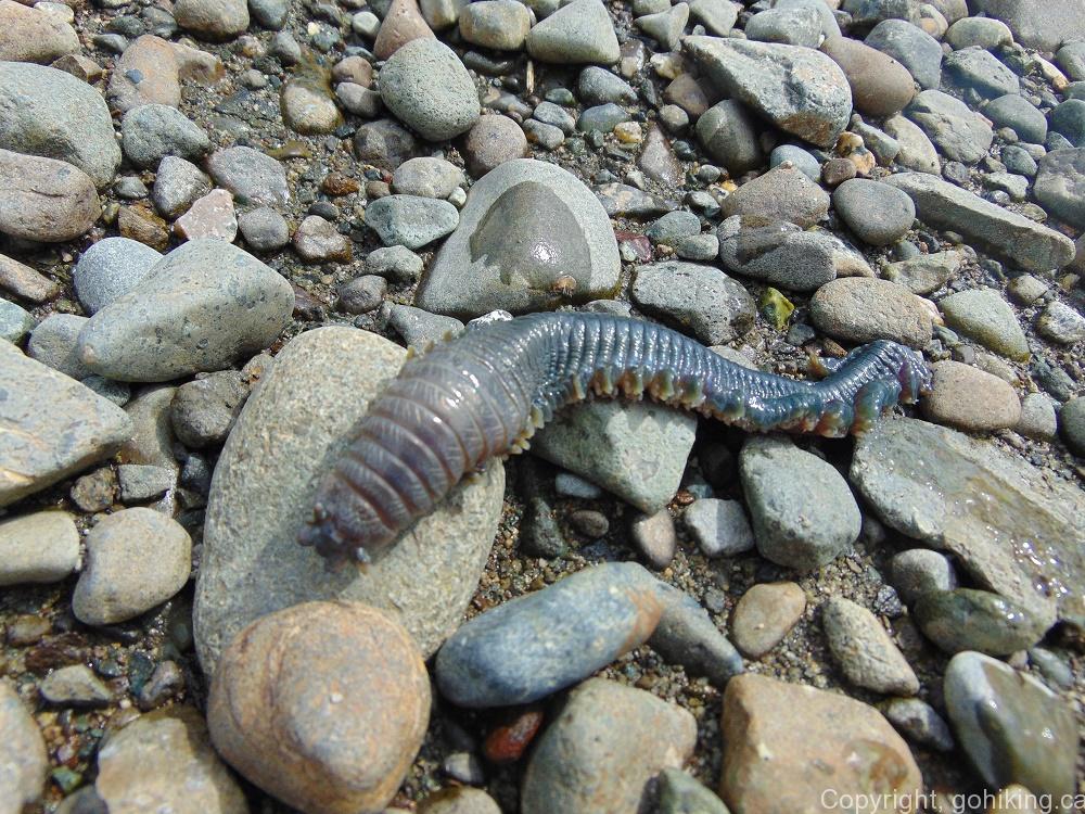 Clam Worm, Marine Worms, Fish, BC Coastal Region