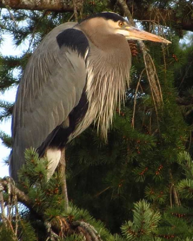 Great Blue Heron, Vancouver Island, BC