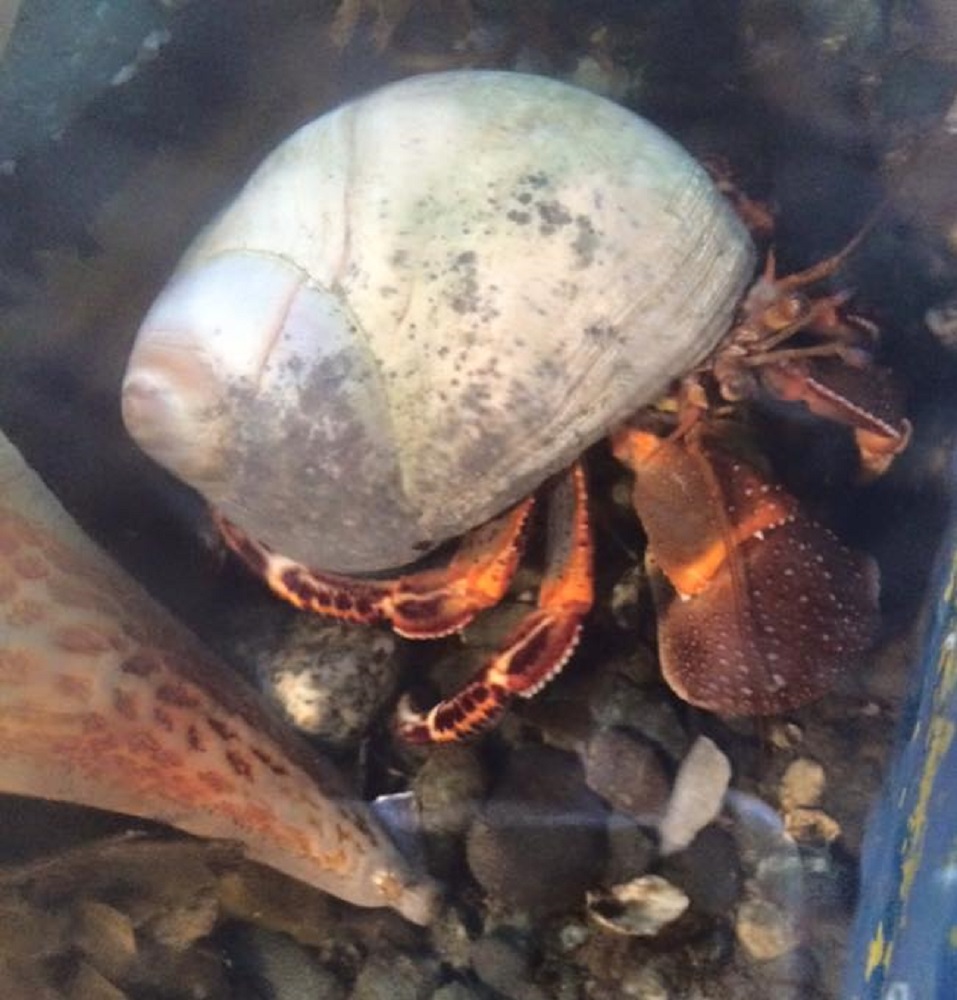Hermit Crab, Vancouver Island, BC