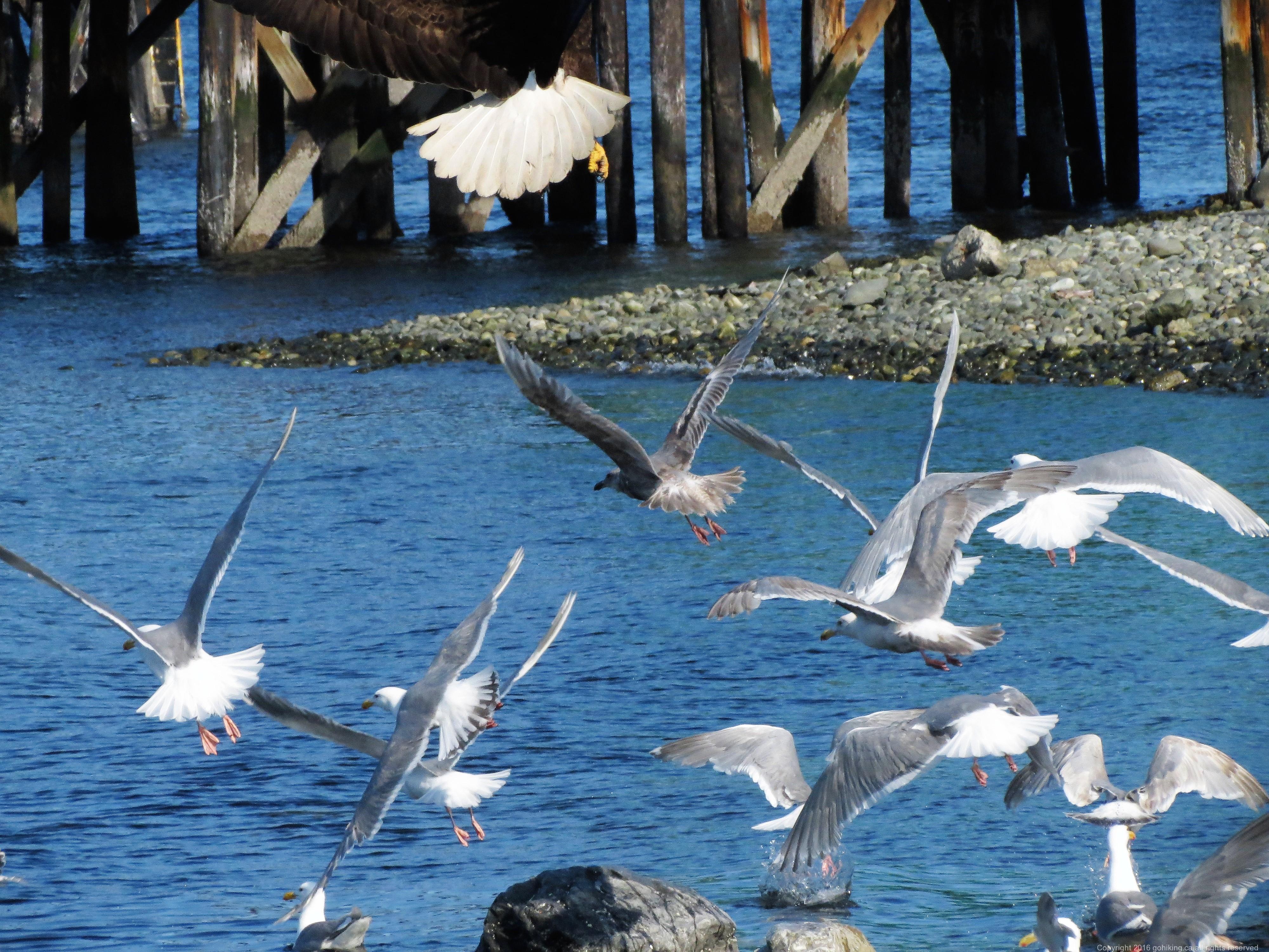 Herring Gulls, Vancouver Island, BC