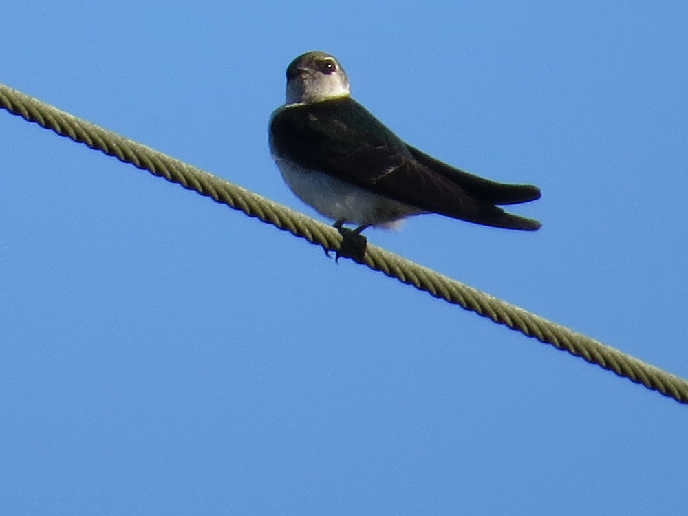 Violet Green Swallow, Vancouver Island, BC
