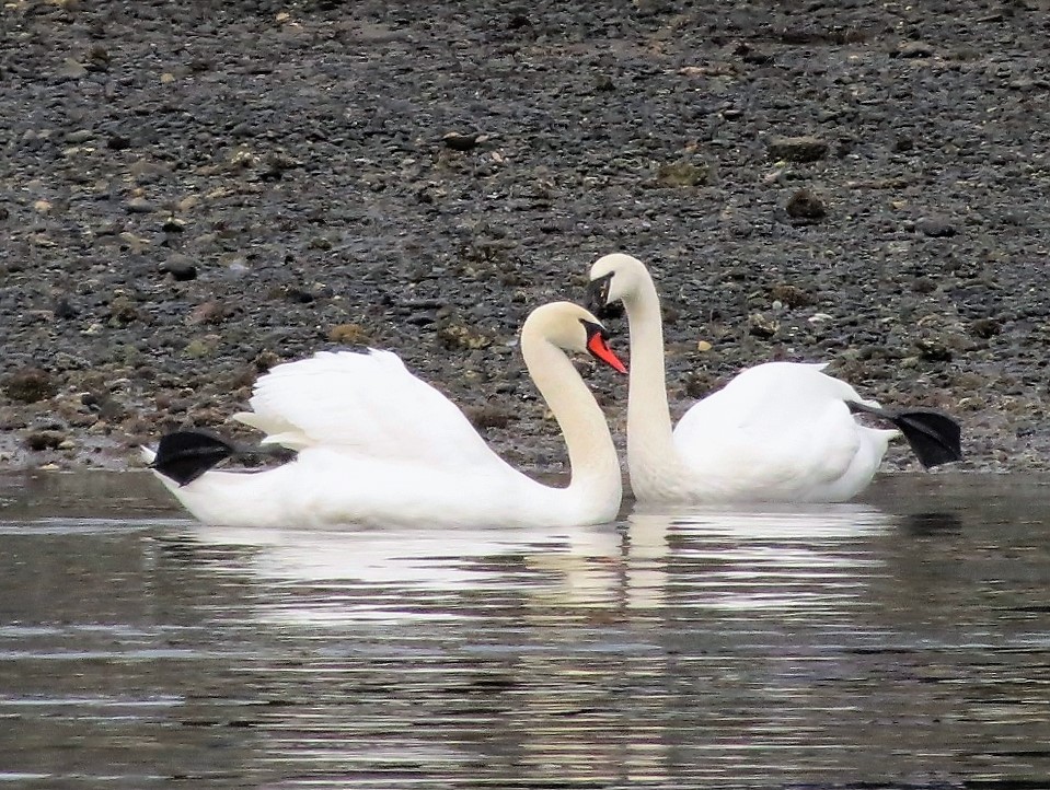 Mute Swan, Vancouver Island, BC