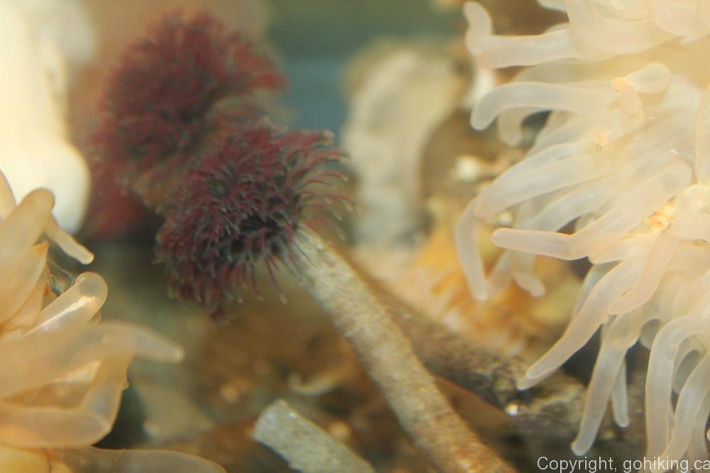 Northern Feather Duster Worm, Marine Worms, Fish, BC Coastal Region