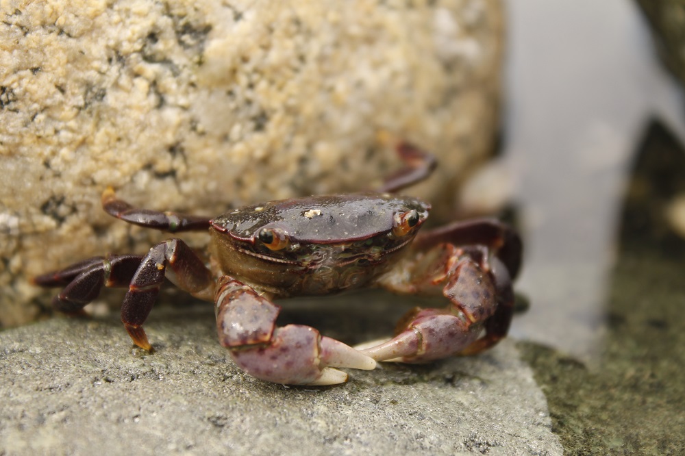 Purple Shore Crab, Vancouver Island, BC
