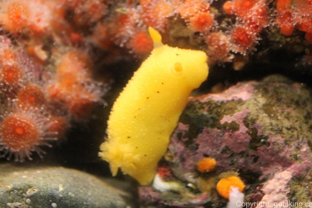 Nudibranch, Sea Lemon, Fish, BC Coastal Region