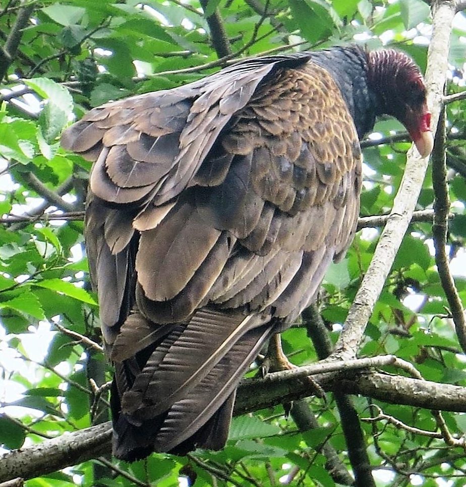 Turkey Vulture, Vancouver Island, BC