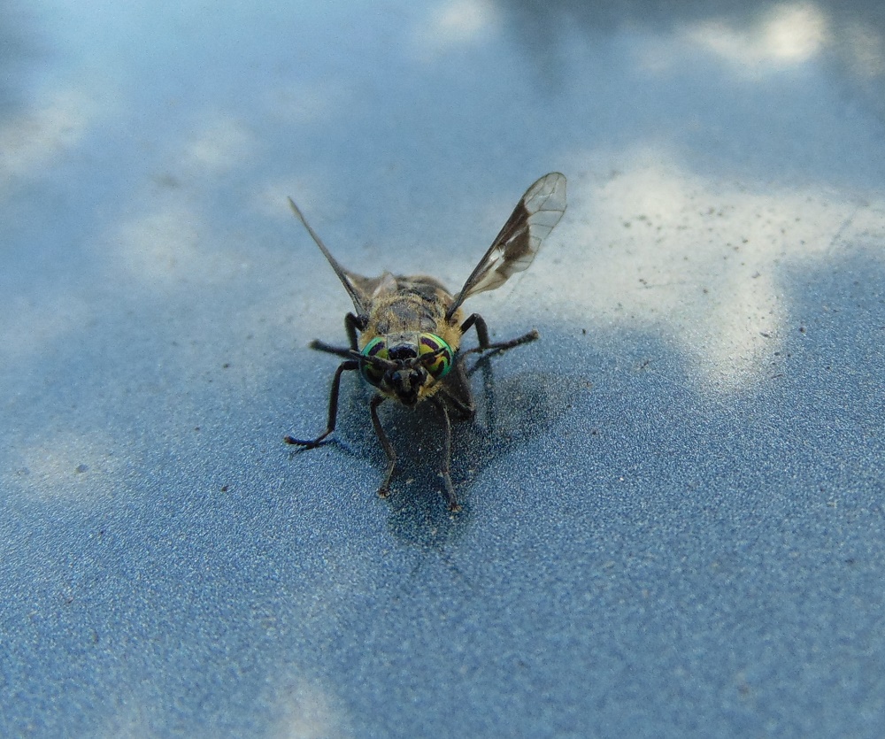 Horse Fly, Vancouver Island, BC