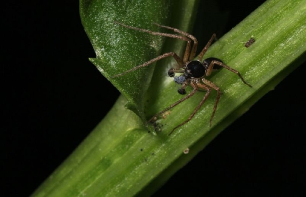 Philodromus Dispar Spider, Vancouver Island, BC