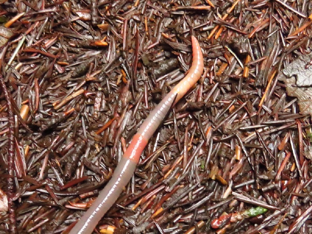 Arctiostrotus Vancouverensis Worm, Vancouver Island, BC