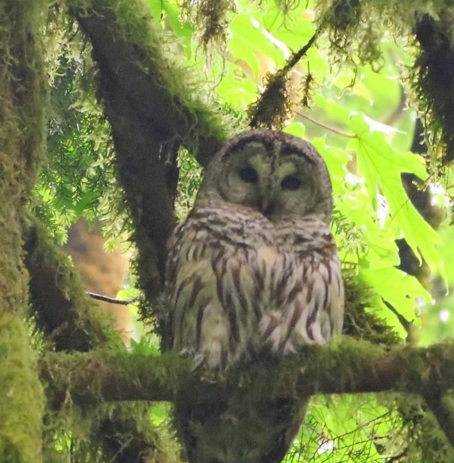 Barred Owl, Vancouver Island, BC