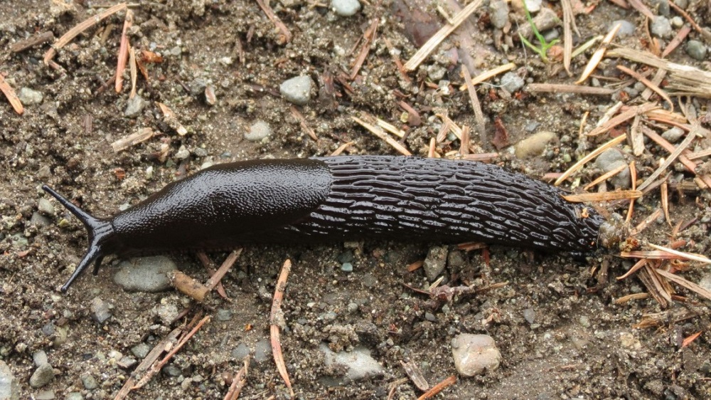 Black Garden Slug, Vancouver Island, BC