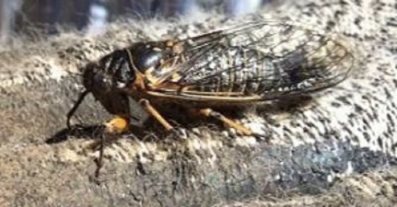 Cicada, Vancouver Island, BC