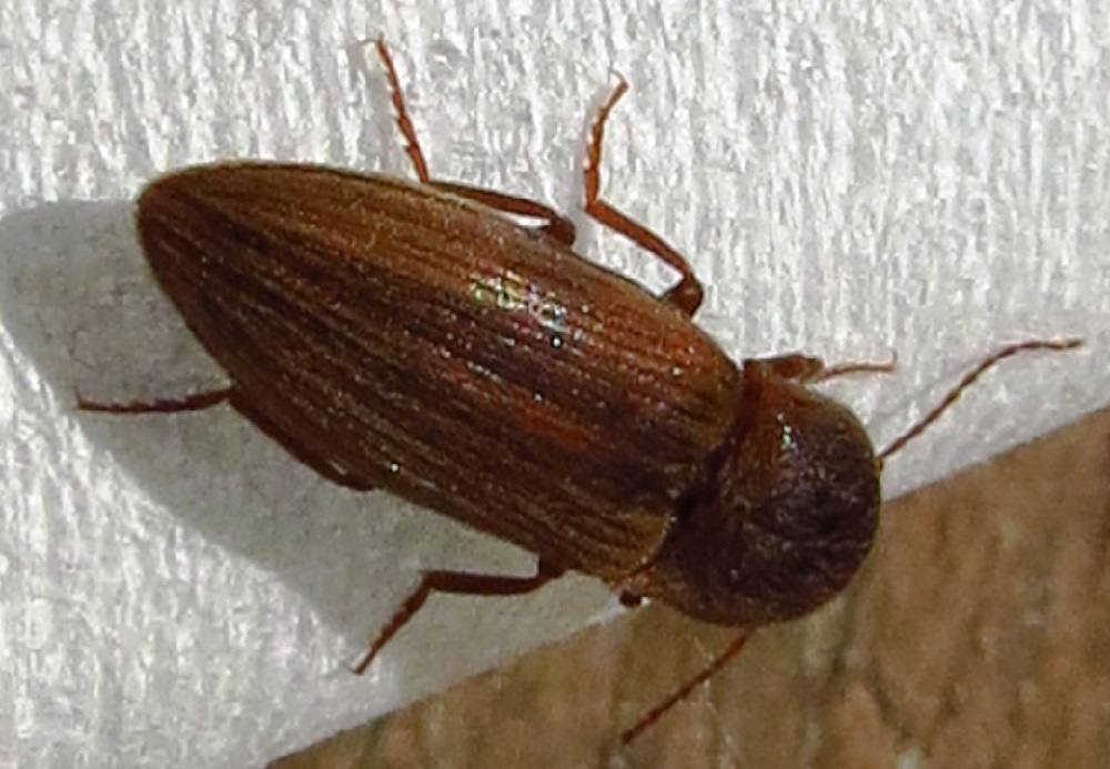 Click Beetle, Vancouver Island, BC
