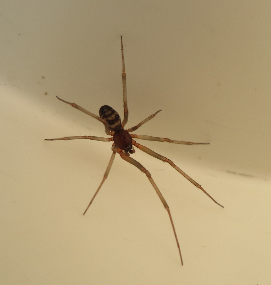 Cupboard Spider, Vancouver Island, BC