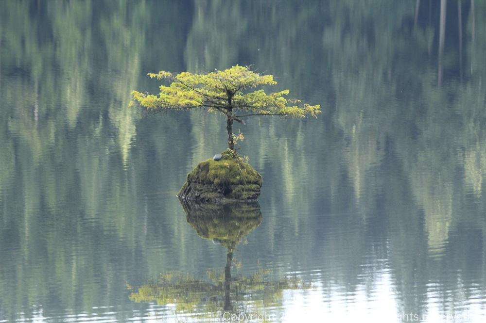 Fairy Lake, Vancouver Island, BC