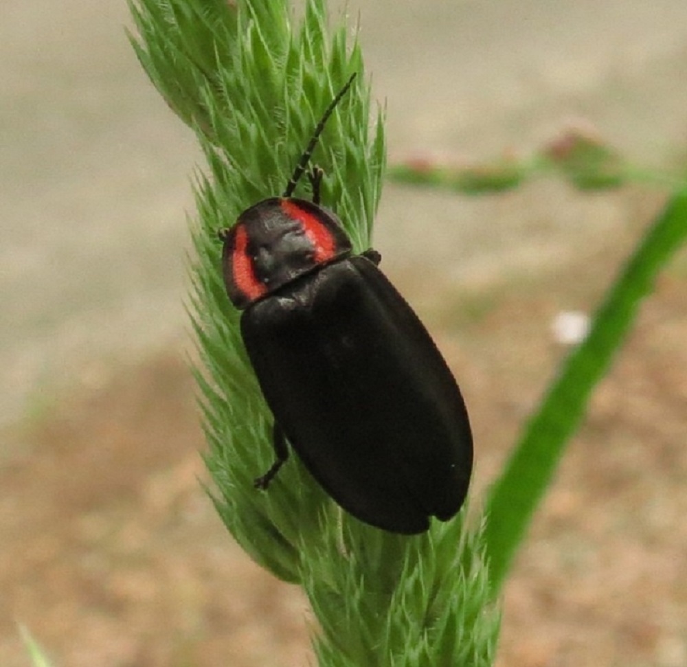Firefly Beetle, Vancouver Island, BC