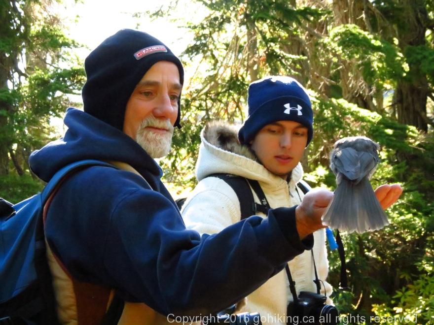 Whiskey Jacks, Gray Jays, Vancouver Island, BC