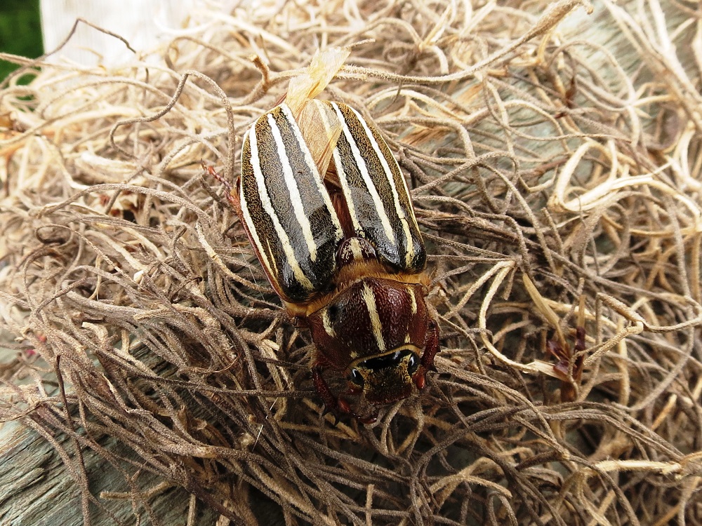 June Beetle, Vancouver Island, BC