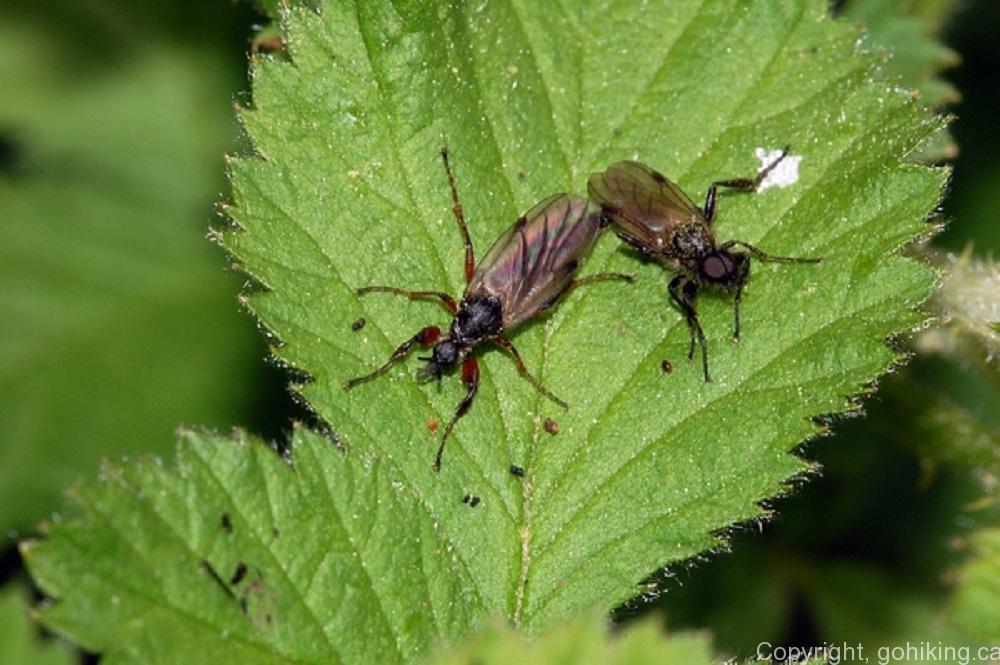 March Fly, Flies, Insects, Animals, BC Coastal Region, Insects Of BC