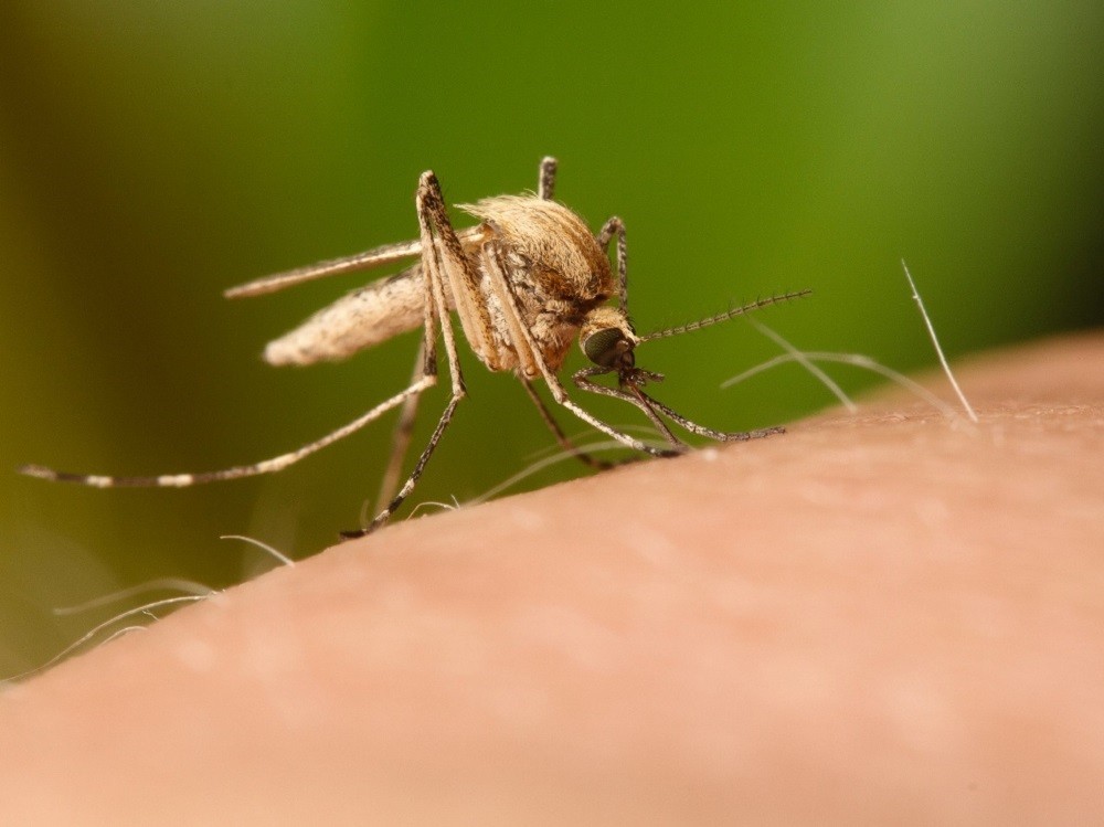 Mosquito, Flies, Insects, Animals, BC Coastal Region, Insects Of BC