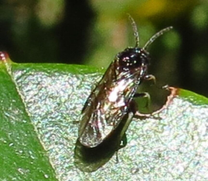 Mydas Fly, Flies, Insects, Animals, BC Coastal Region, Insects Of BC