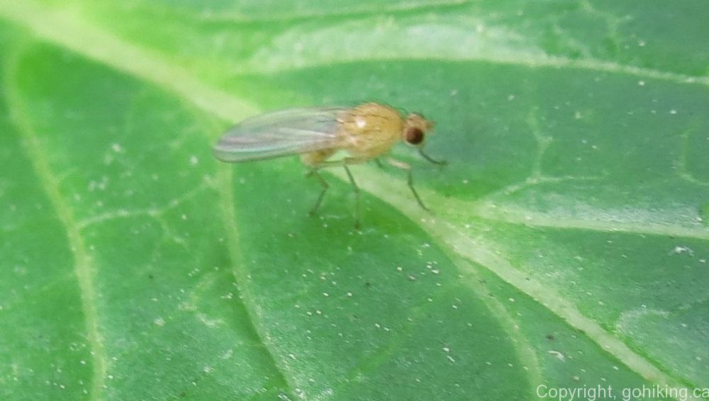 Onion Fly, Flies, Insects, Animals, BC Coastal Region, Insects Of BC
