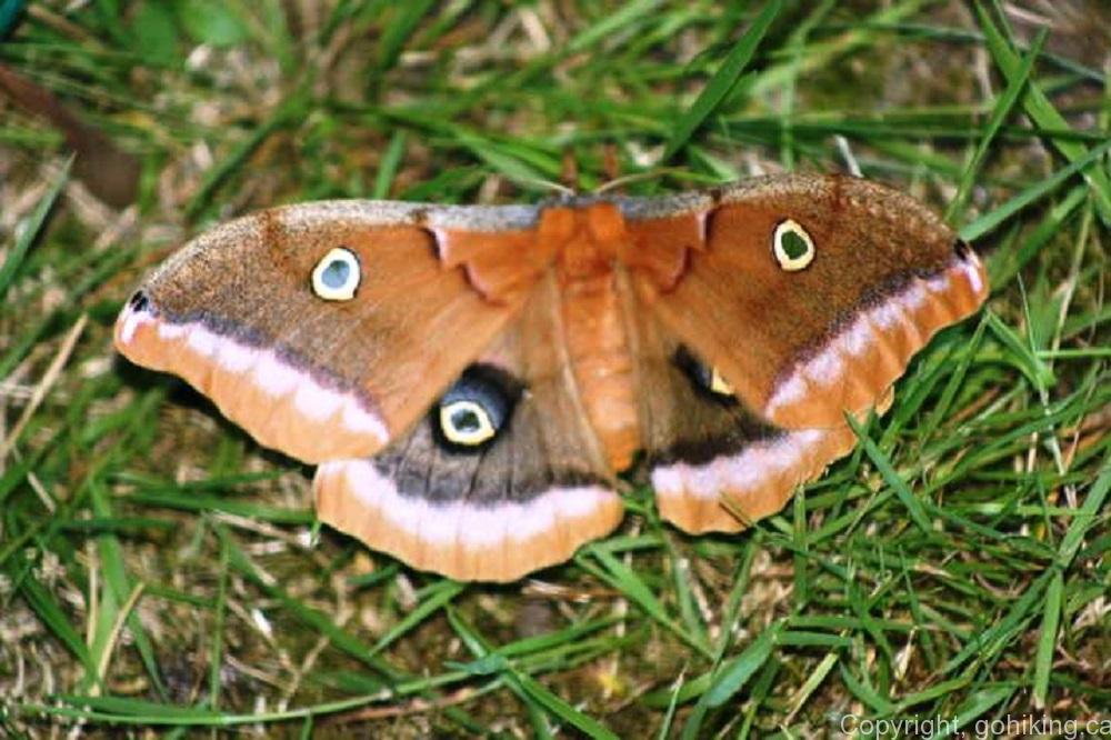 Eyed Owl Moth, Moths, Insects, Animals, BC Coastal Region, Insects Of BC