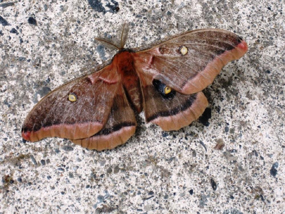 Eyed Owl Moth, Moths, Insects, Animals, BC Coastal Region, Insects Of BC