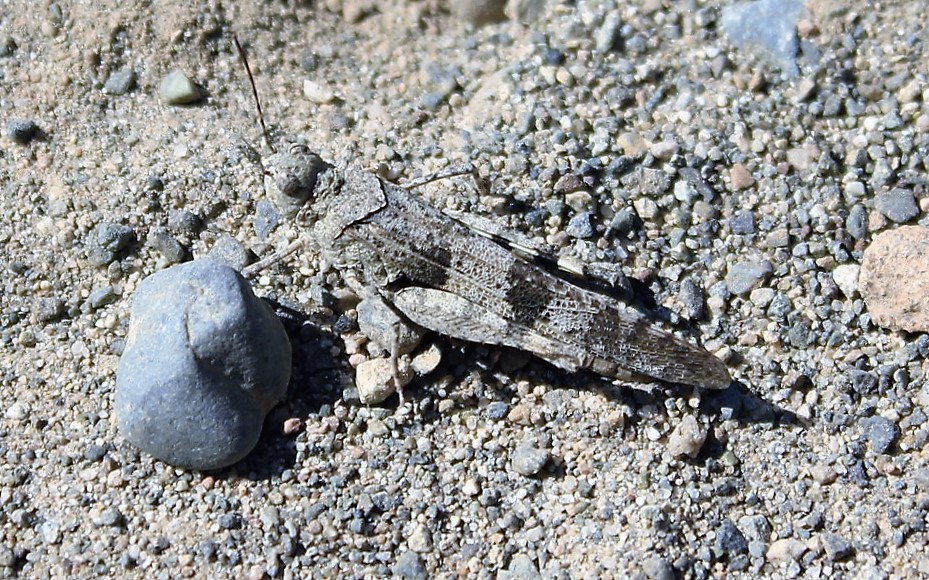 Pallid Winged Grasshopper, Vancouver Island, BC