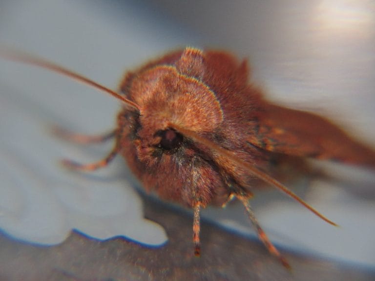 Ruby Tiger Moth, Moths, Vancouver Island, British Columbia