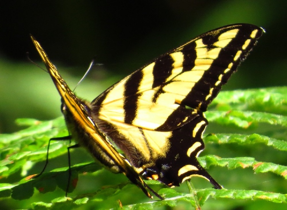 Western Tiger Swallowtail Butterfly, Vancouver Island, BC