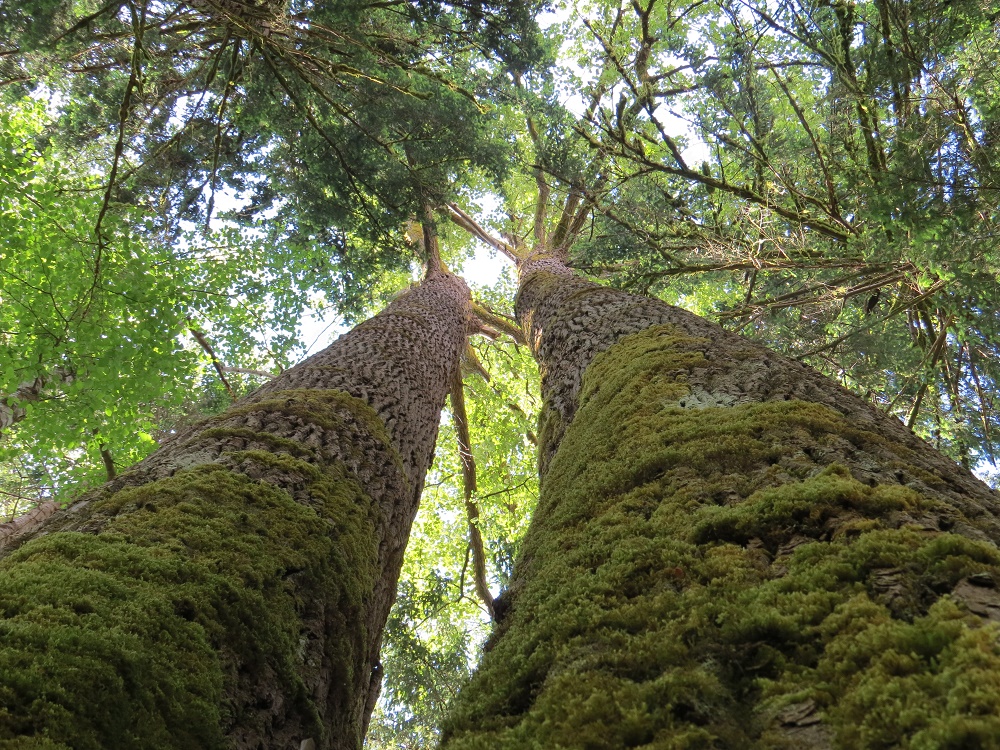 Black Cottonwood Trees, Deciduous Trees, Trees, Pacific Northwest