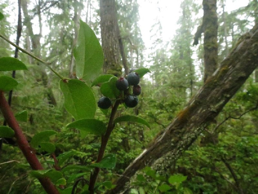 Black Huckleberry, Vancouver Island, BC