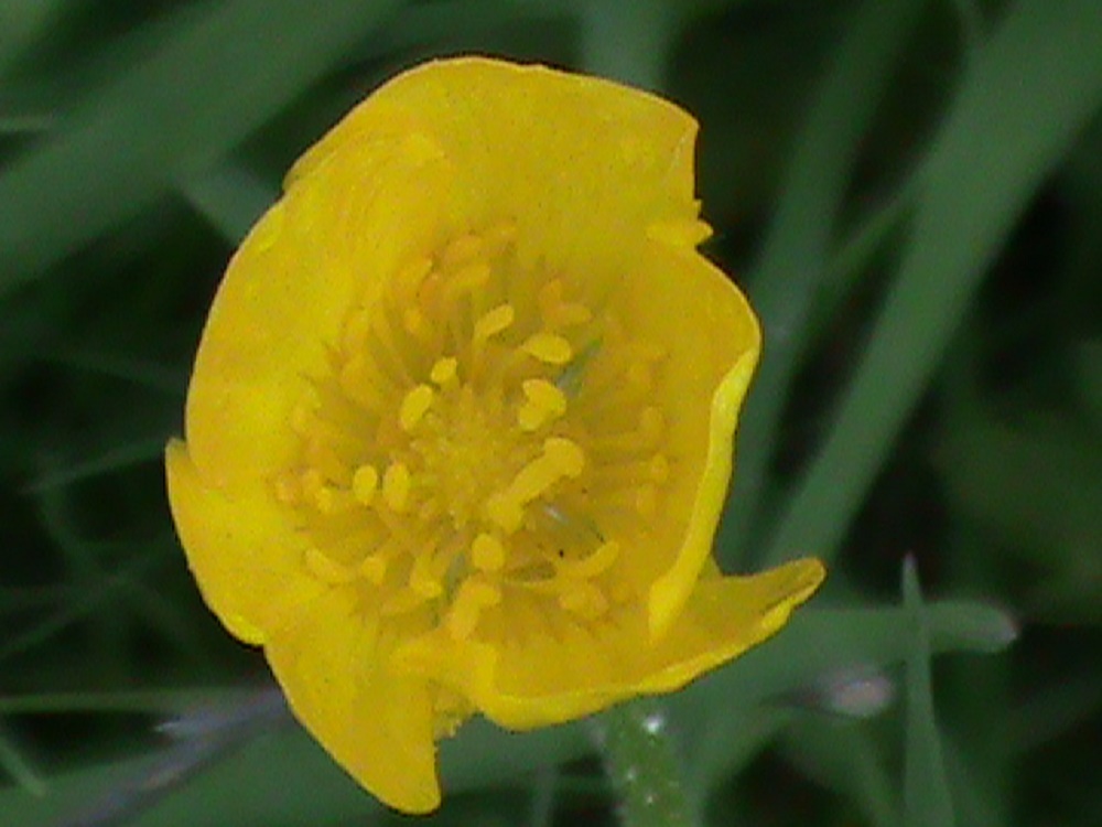 Buttercup, Vancouver Island, BC