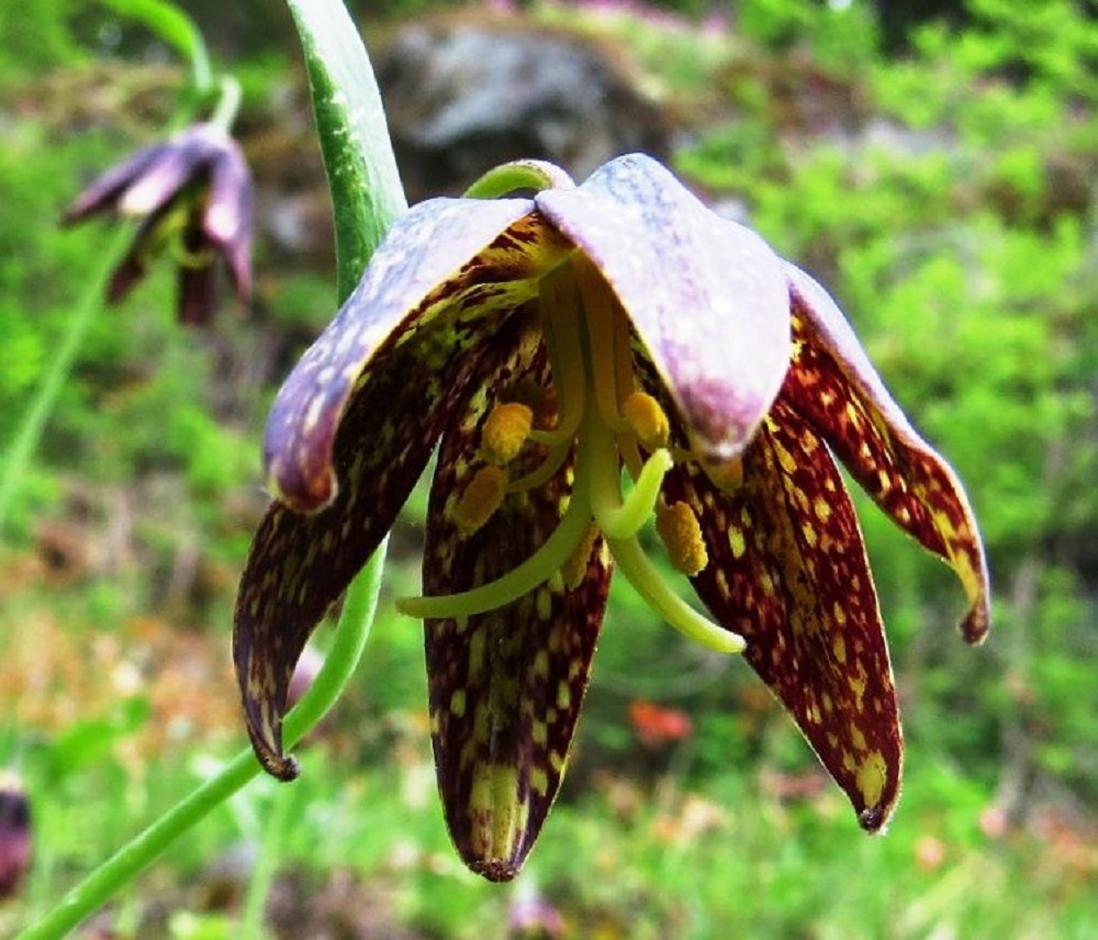 Chocolate Lily, Vancouver Island, BC