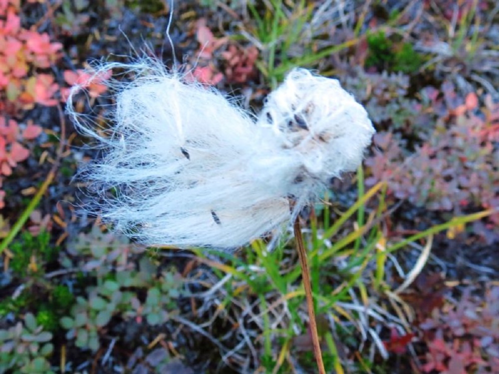 Cotton Grass, Vancouver Island, BC