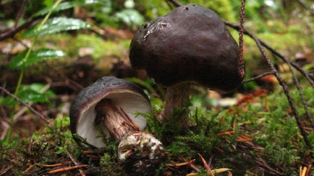 Fawn Mushroom, Vancouver Island, BC
